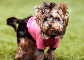 Helping a Puppy Heal After an Operation or Wound